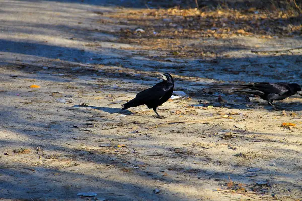 Cuervo negro en la carretera —  Fotos de Stock