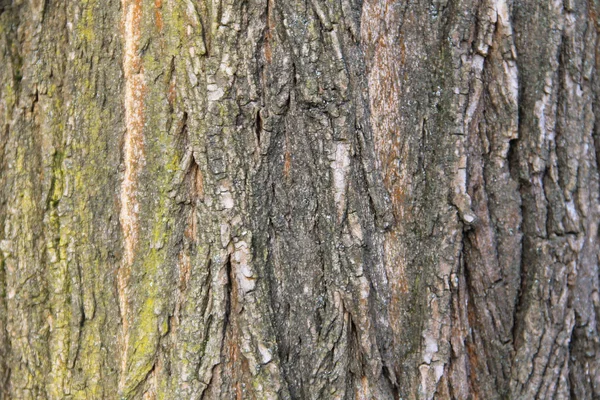Texture écorce d'arbre — Photo