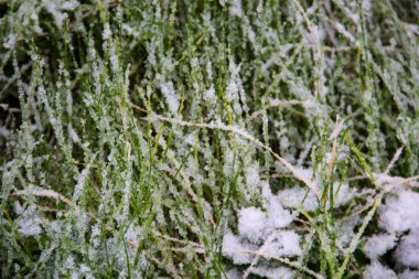Nisan kar fırtınası sırasında karla kaplı yeşil çimen