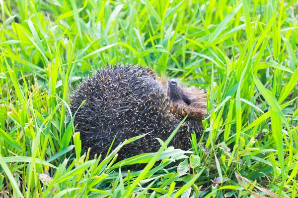 Egel op groen gras — Stockfoto