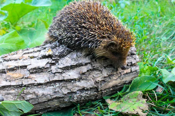 Egel op een log — Stockfoto