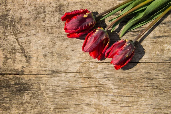 Red tulips on rustic wooden background with copy space — Stock Photo, Image