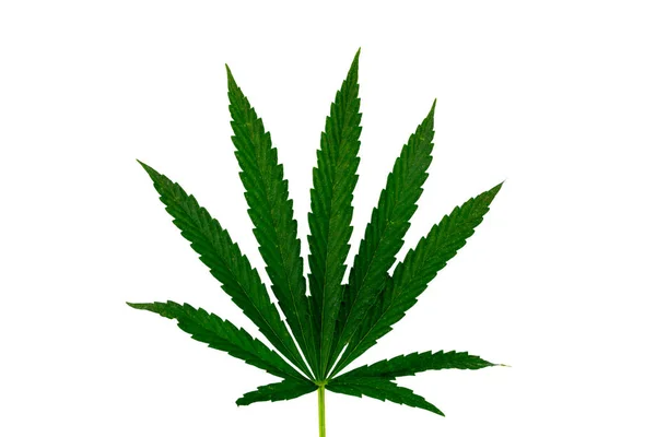 Grünes Cannabisblatt isoliert auf weißem Hintergrund — Stockfoto