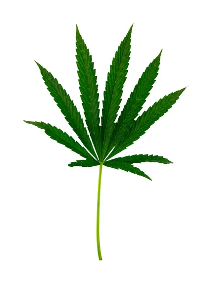 Zöld cannabis levél elszigetelt fehér alapon — Stock Fotó