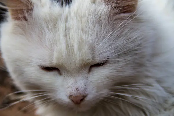 毛茸茸的猫特写镜头的肖像 — 图库照片