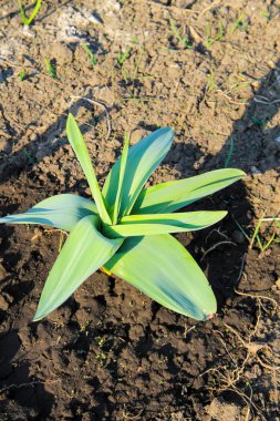 Kum pırasa (Allium scorodoprasum) veya rocambole 