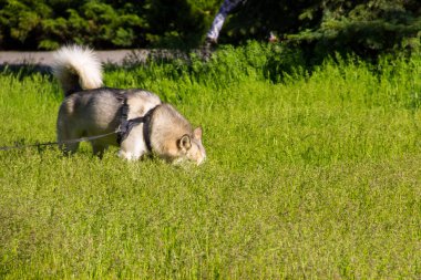 Sibirya Husky bir tasma üzerinde yeşil parkta açık yürüyüş