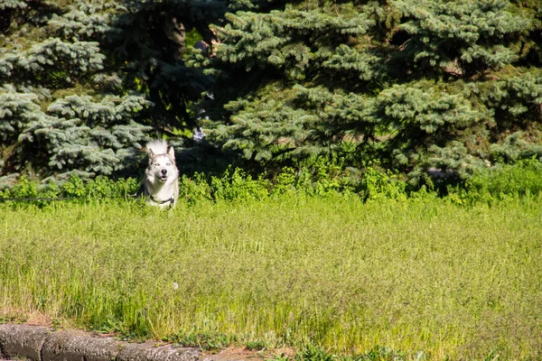 Sibirische Huskys an der Leine spazieren im grünen Park — Stockfoto