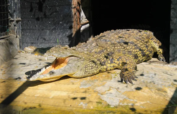 Crocodilo no zoológico — Fotografia de Stock