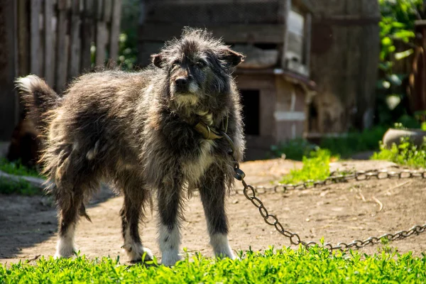 Cão rafeiro em uma cadeia na aldeia que guarda a propriedade — Fotografia de Stock