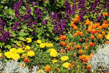 Flowerbed sarı marigolds ve mor ada çayı çiçekler
