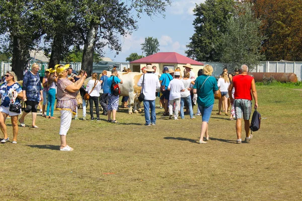 Carro con bueyes en feria Sorochyn — Foto de Stock