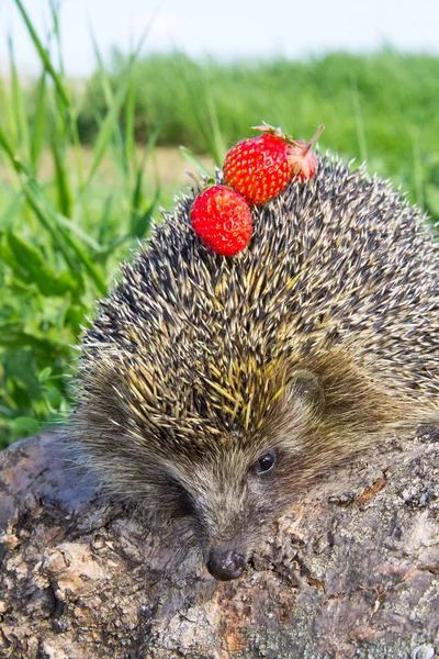 Young prickly hedgehog with strawberries on log