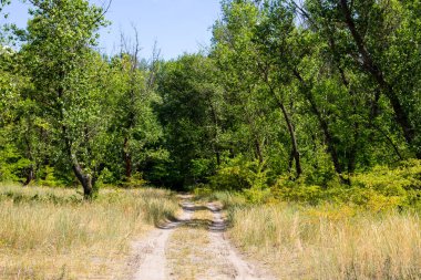 Kirli kırsal yol yeşil orman 