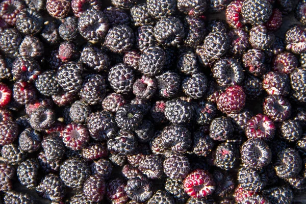 Achtergrond van verse rijpe blackberry — Stockfoto