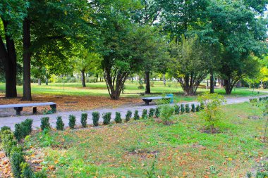 Şehir parkında güzel ağaçlar