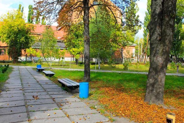 Prachtige bomen in het stadspark — Stockfoto