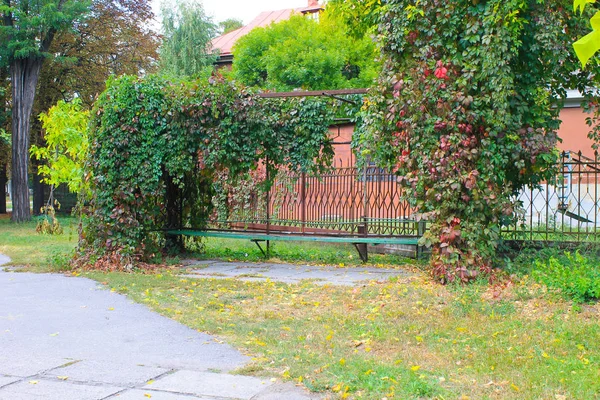 Banco velho no parque de outono decorado com uvas selvagens — Fotografia de Stock