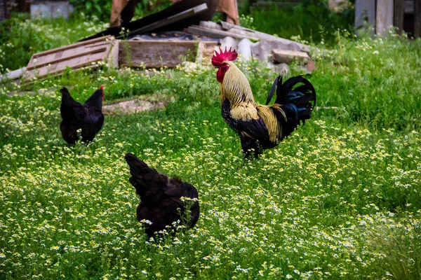 Rooster and hens in the yard — Stock Photo, Image