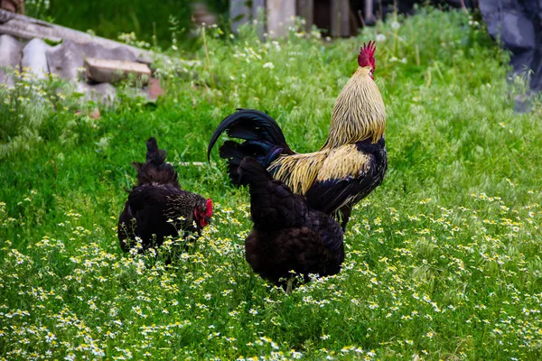 Rooster and hens in the yard — Stock Photo, Image