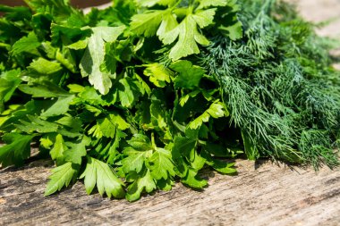 Rustik ahşap masa üzerinde yeşil taze dereotu ve maydanoz otlar