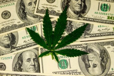 Esrar yaprak yığını yüz dolar faturaları 