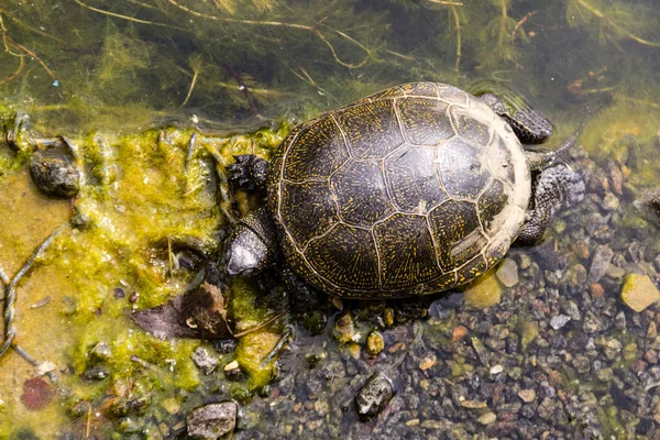 European pond turtle — Stock Photo, Image