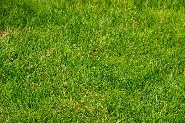 Green grass background — Stock Photo, Image