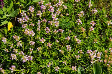 Bir çayır üzerinde yabani kekik (Thymus vulgaris)