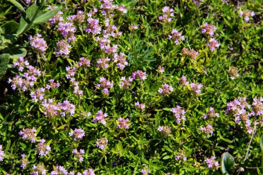 Bir çayır üzerinde yabani kekik (Thymus vulgaris)