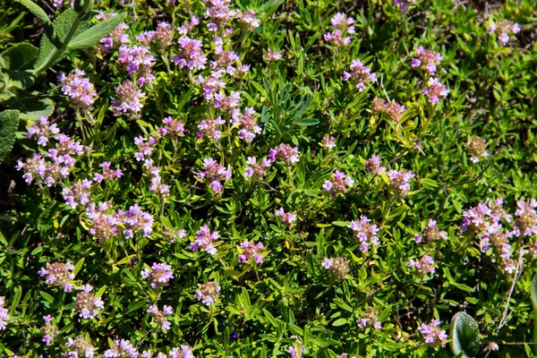 Bir çayır üzerinde yabani kekik (Thymus vulgaris)