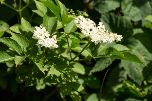 Белый бурый цветок — стоковое фото