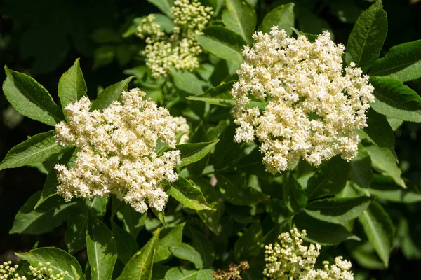 Vit äldre blossom — Stockfoto