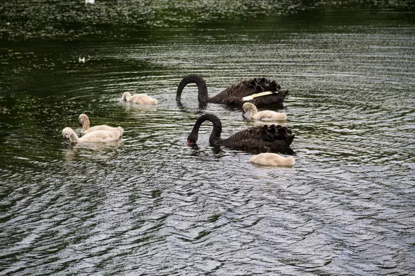 Familia de cisnes negros flotando en el lago — Foto de Stock