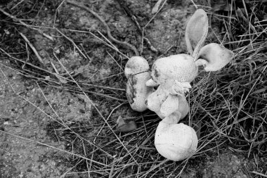 Terk edilmiş bunny bebek kaldırıma