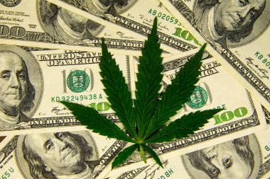 Esrar yaprak yığını yüz dolar faturaları 