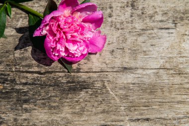 Kopya alanı rustik ahşap zemin üzerine pembe Şakayık çiçeği