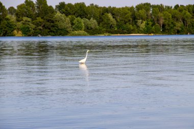 Küçük ak balıkçıl veya beyaz balıkçıl (Egretta garzetta) 