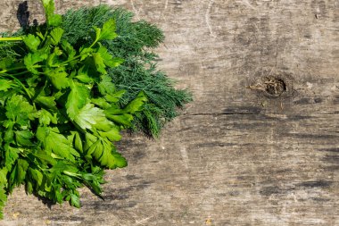 Rustik ahşap masa üzerinde yeşil taze dereotu ve maydanoz otlar