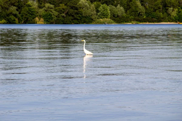 Pequena garça ou garça branca (Egretta garzetta ) — Fotografia de Stock