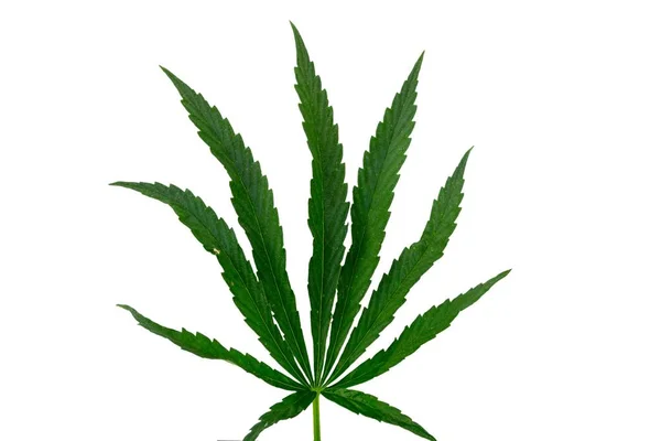 Feuille de cannabis verte isolée sur fond blanc — Photo