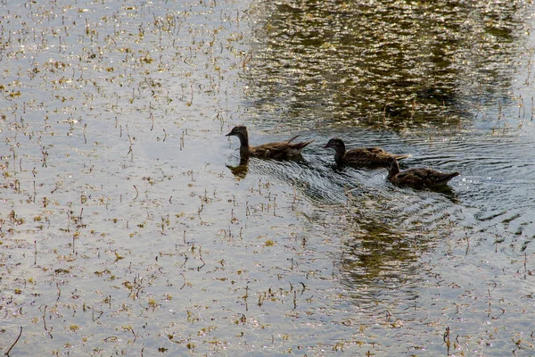 Wild ducks on lake surface — Stock Photo, Image