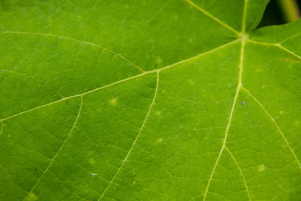 Textura de hoja verde — Foto de Stock