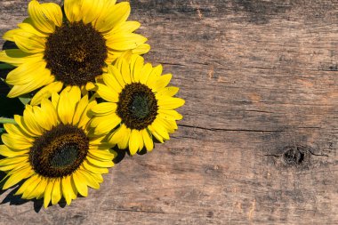 Ahşap arka plan üzerinde dekoratif ayçiçeği