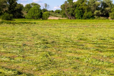 Taze mowed çayır saman satırlarla