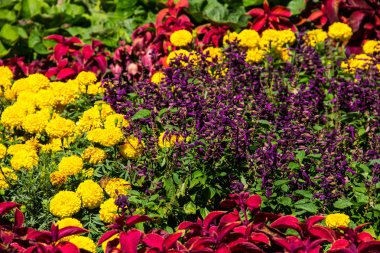 Flowerbed sarı marigolds ve mor ada çayı çiçekler