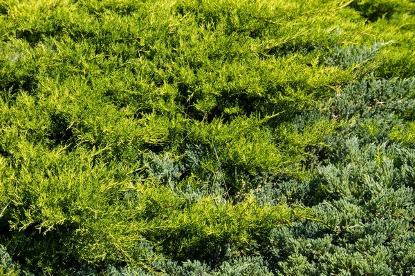 Natural background of green juniper bushes — Stock Photo, Image