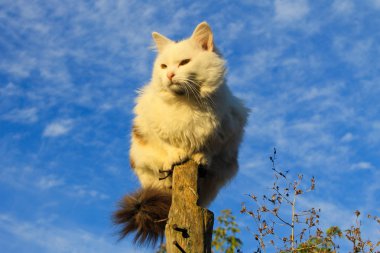 Bir günlük mavi gökyüzü karşı oturan kedi