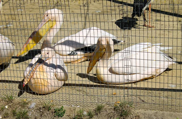 Pelicanos em zoológico — Fotografia de Stock