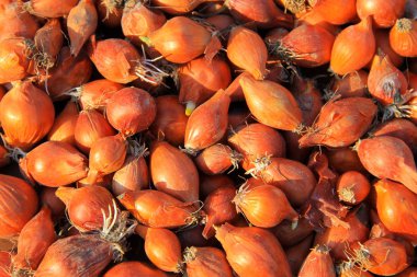 Küçük altın soğan arka plan